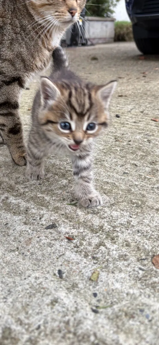 Kittens - Image 4