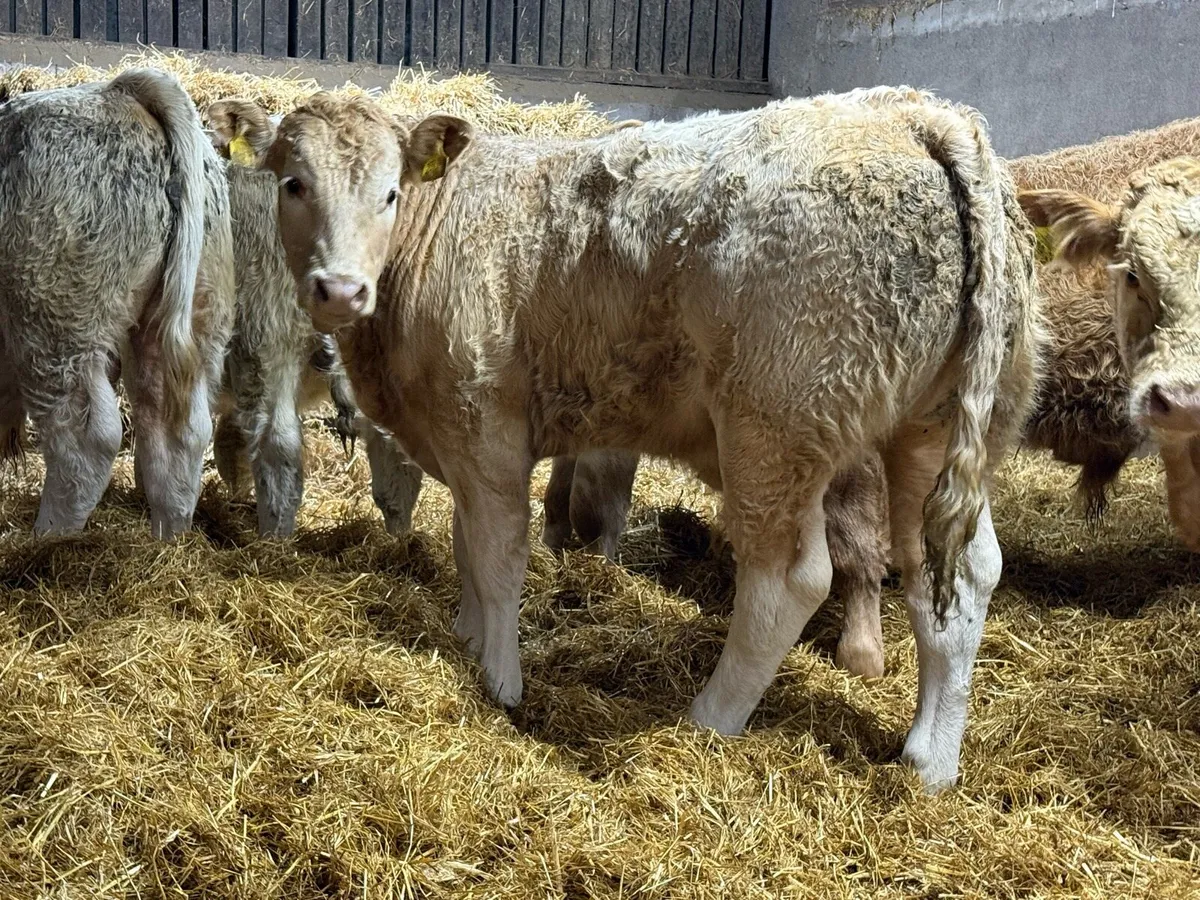 10 Charolais Bull Weanlings - Image 1