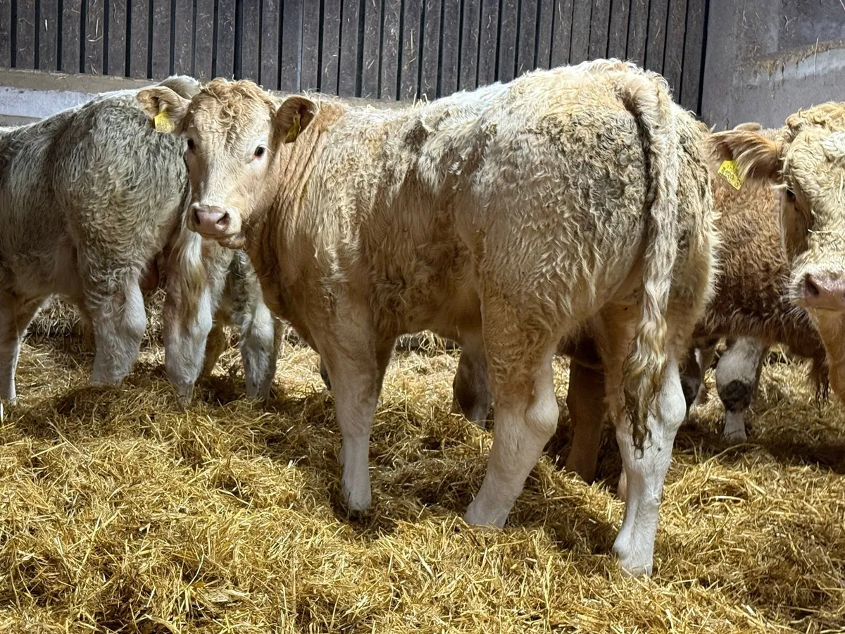 10 Charolais Bull Weanlings - Image 2