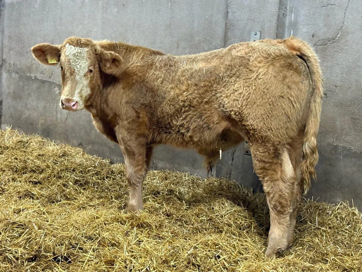 10 Charolais Bull Weanlings - Image 3