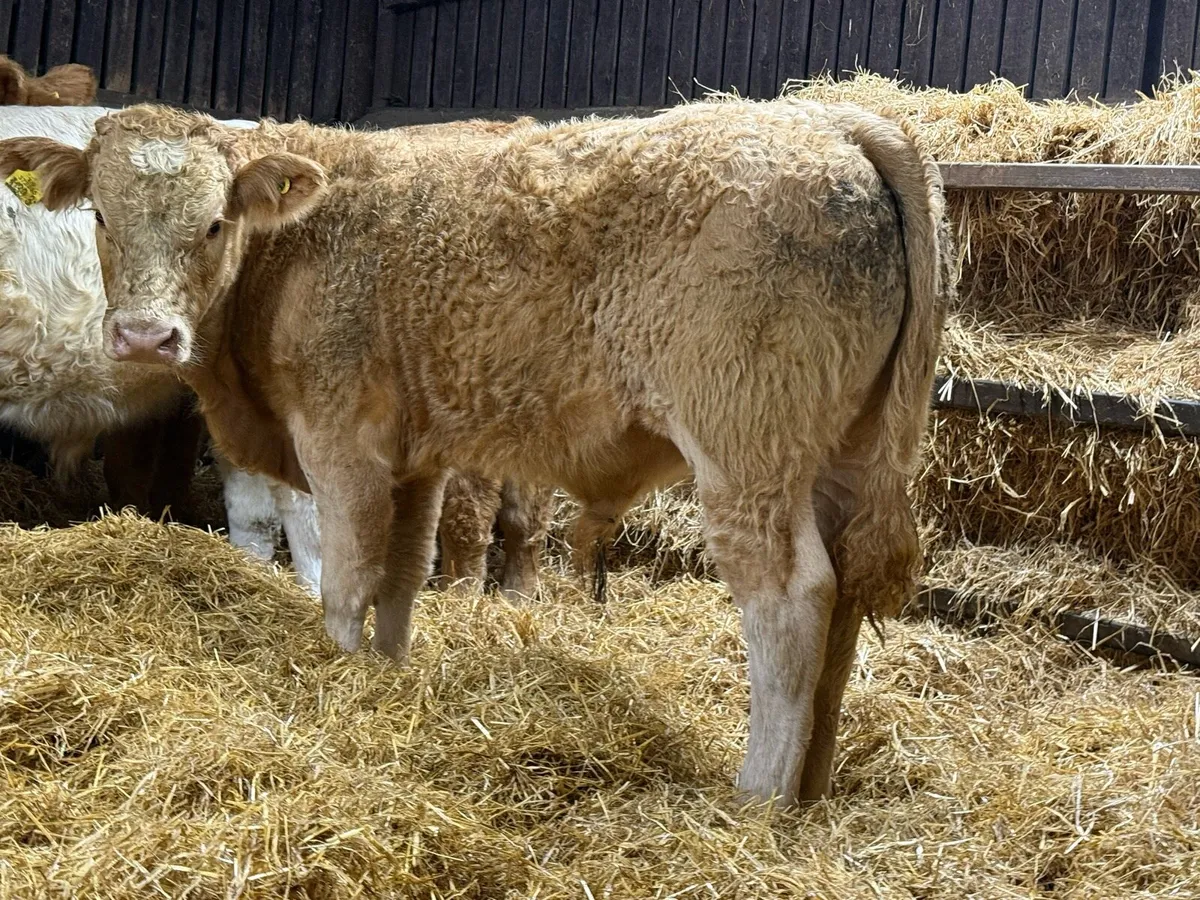 10 Charolais Bull Weanlings - Image 4