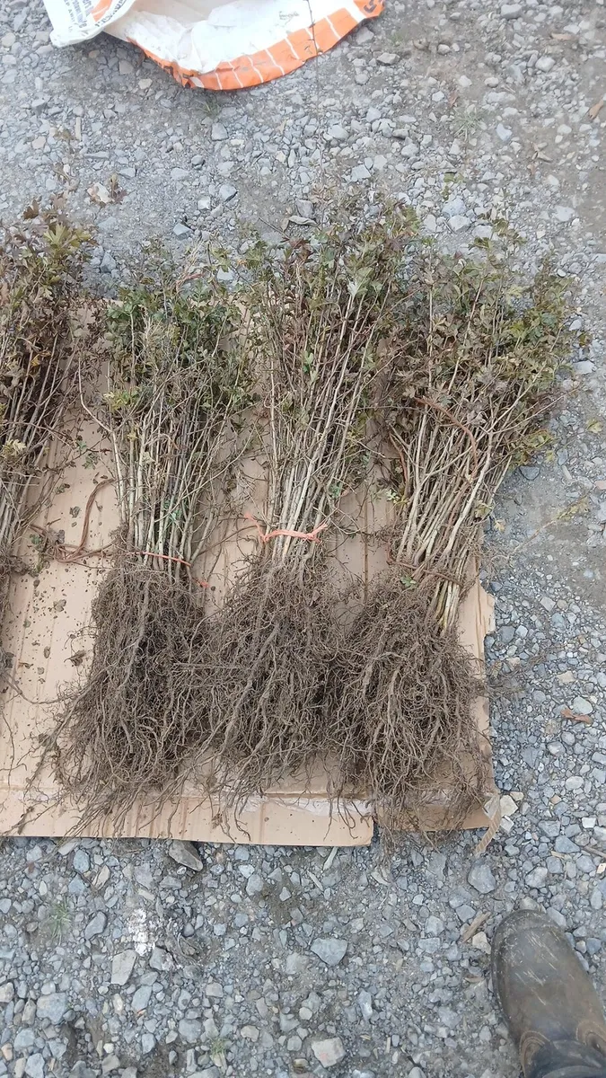 Whitethorn hedging €1 free nationwide delivery - Image 4