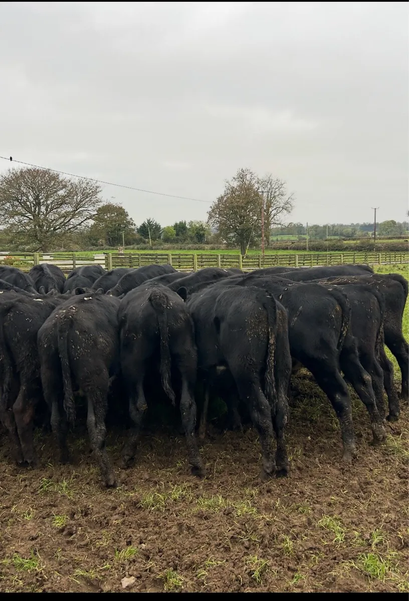 Aa weanlings