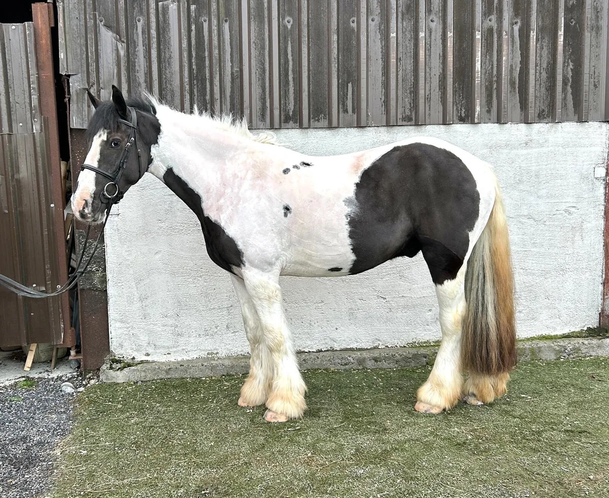 4 Year Old Gelding - Image 1