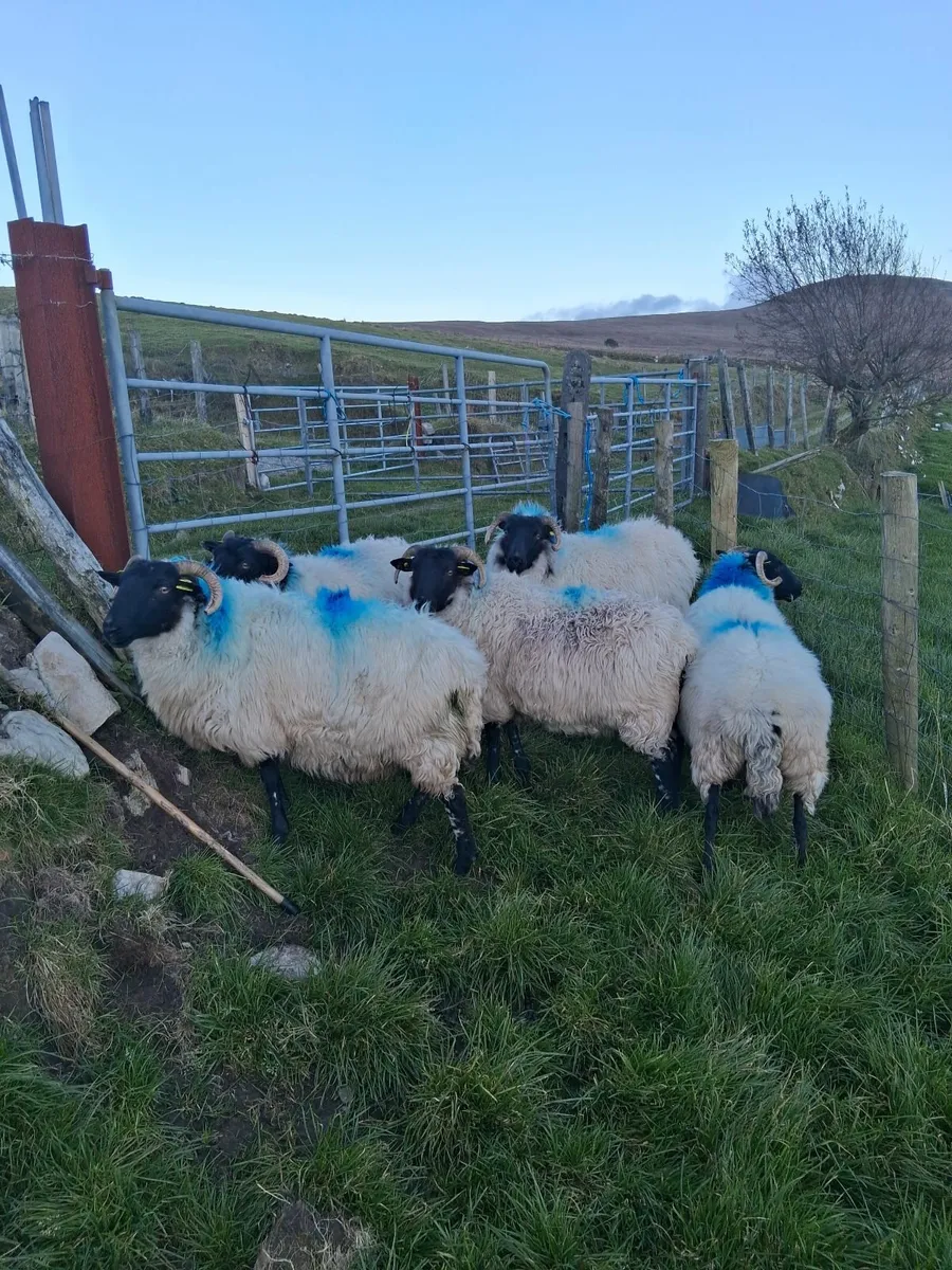 Sheep - Image 1