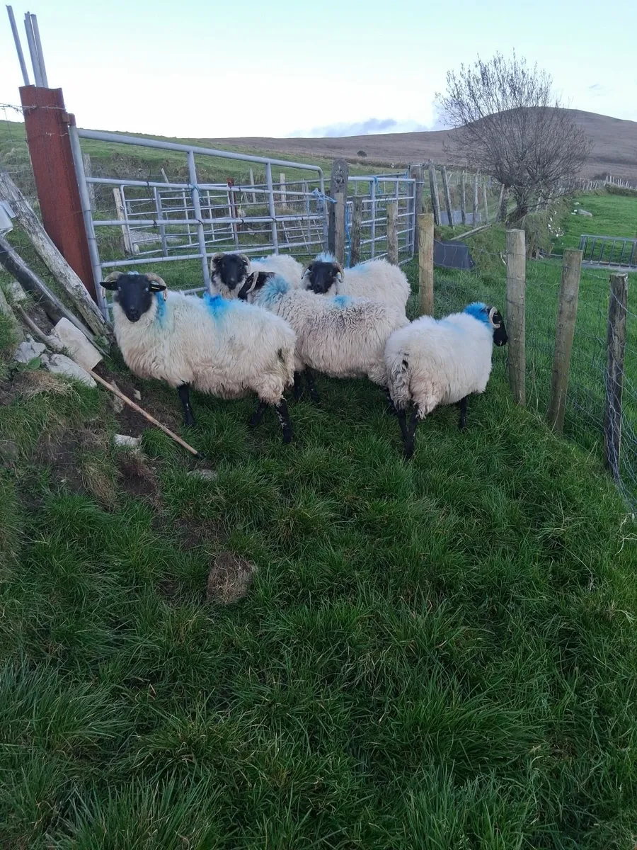 Sheep - Image 2