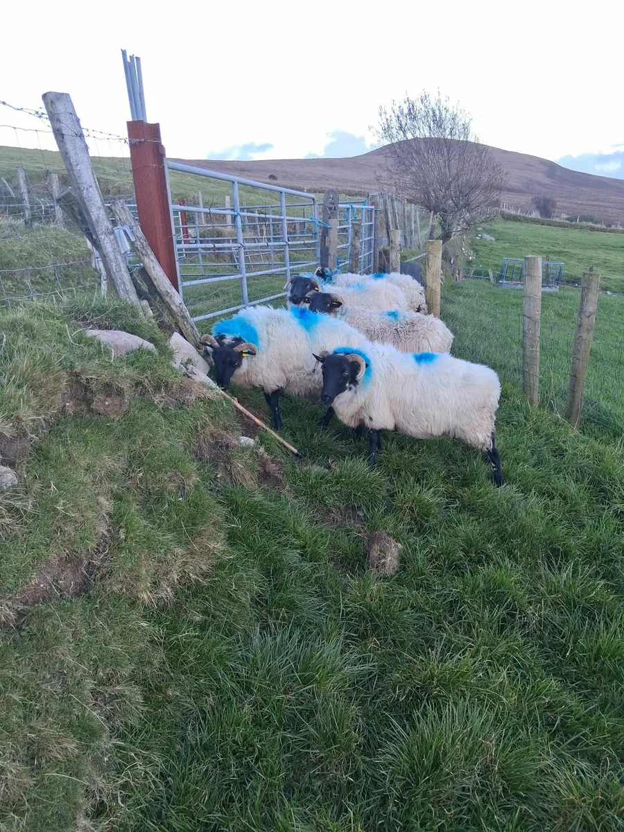 Sheep - Image 3