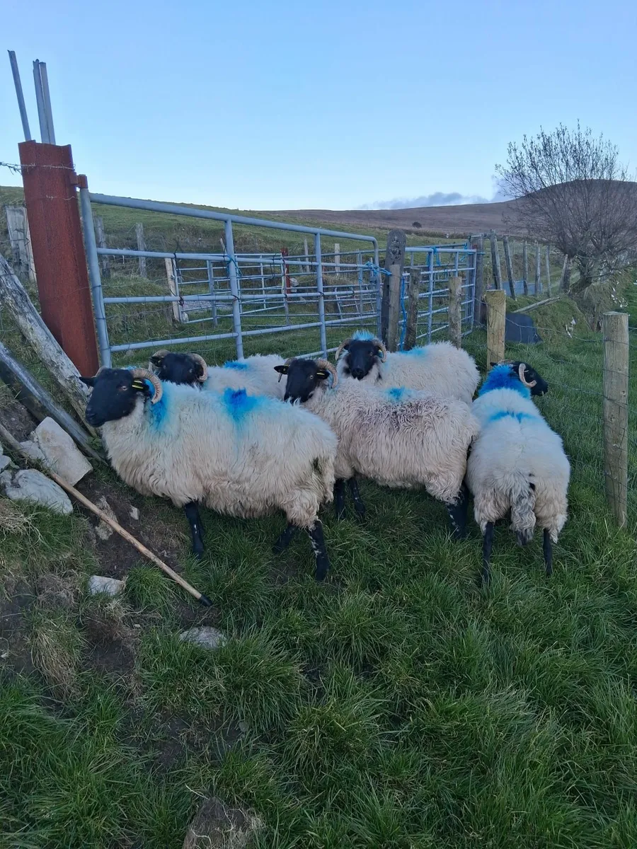 Sheep - Image 4