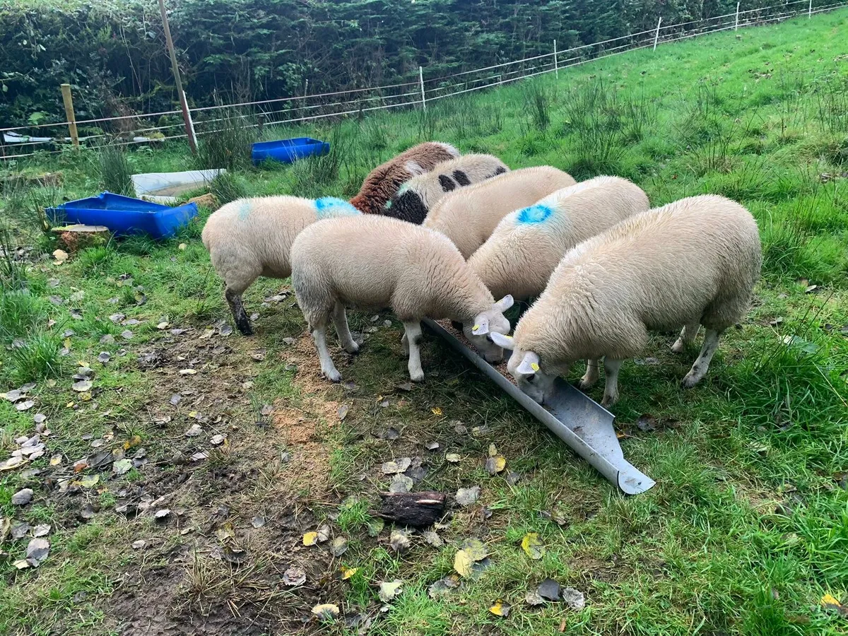 Sheep - Image 1
