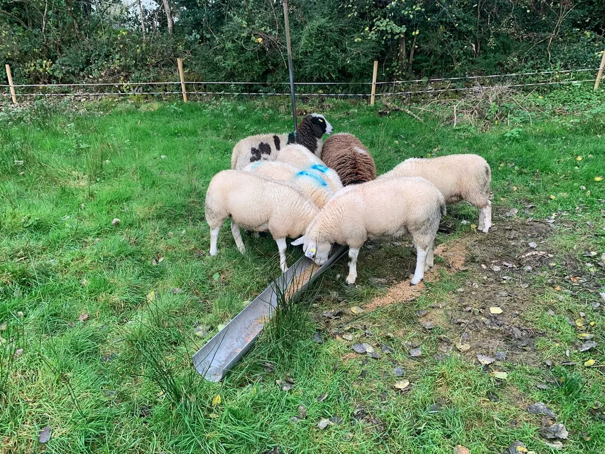 Sheep - Image 3
