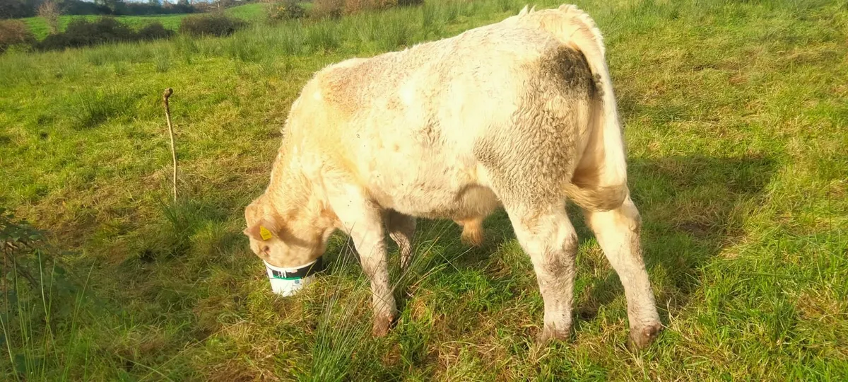Pedigree Charolais Bull - Image 1