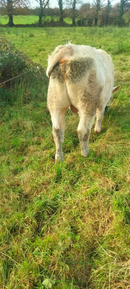 Pedigree Charolais Bull - Image 2