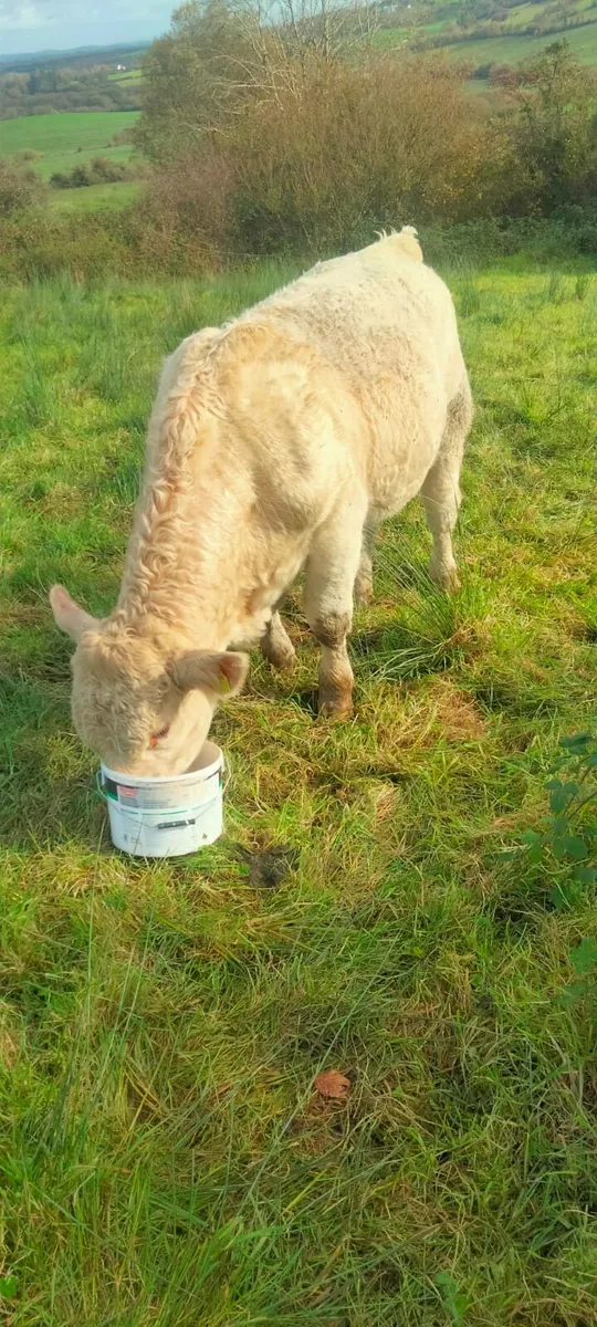 Pedigree Charolais Bull - Image 3