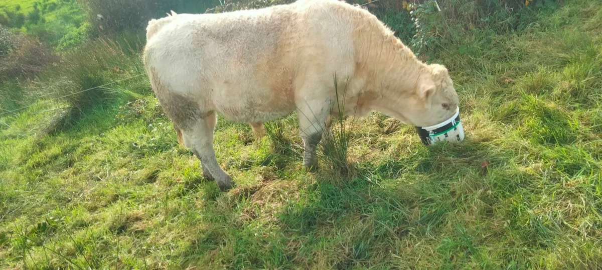 Pedigree Charolais Bull - Image 4