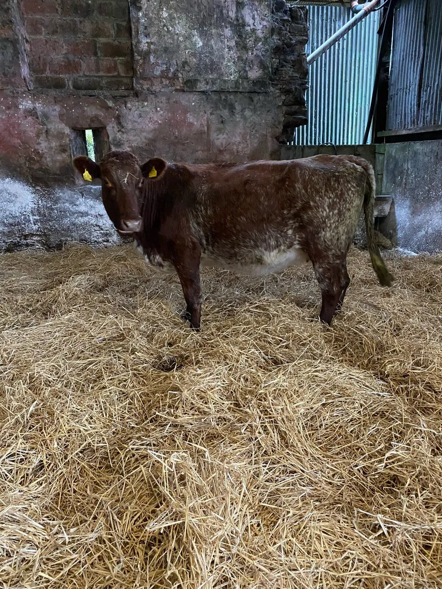 🌟🌟🌟SUPER ROAN SPRINGER🌟🌟🌟 - Image 1