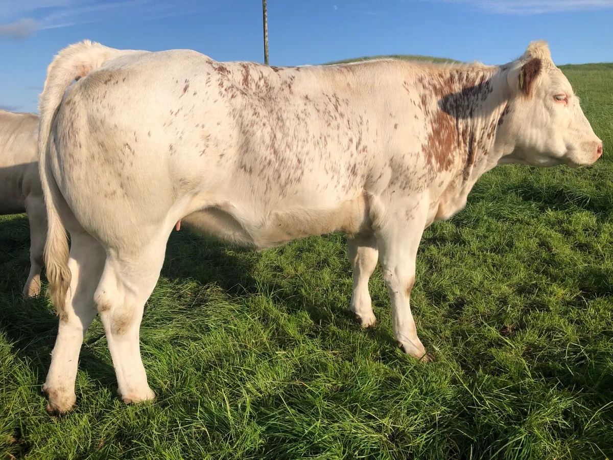 Macroom mart suckler sale on Saturday next 25th. - Image 1