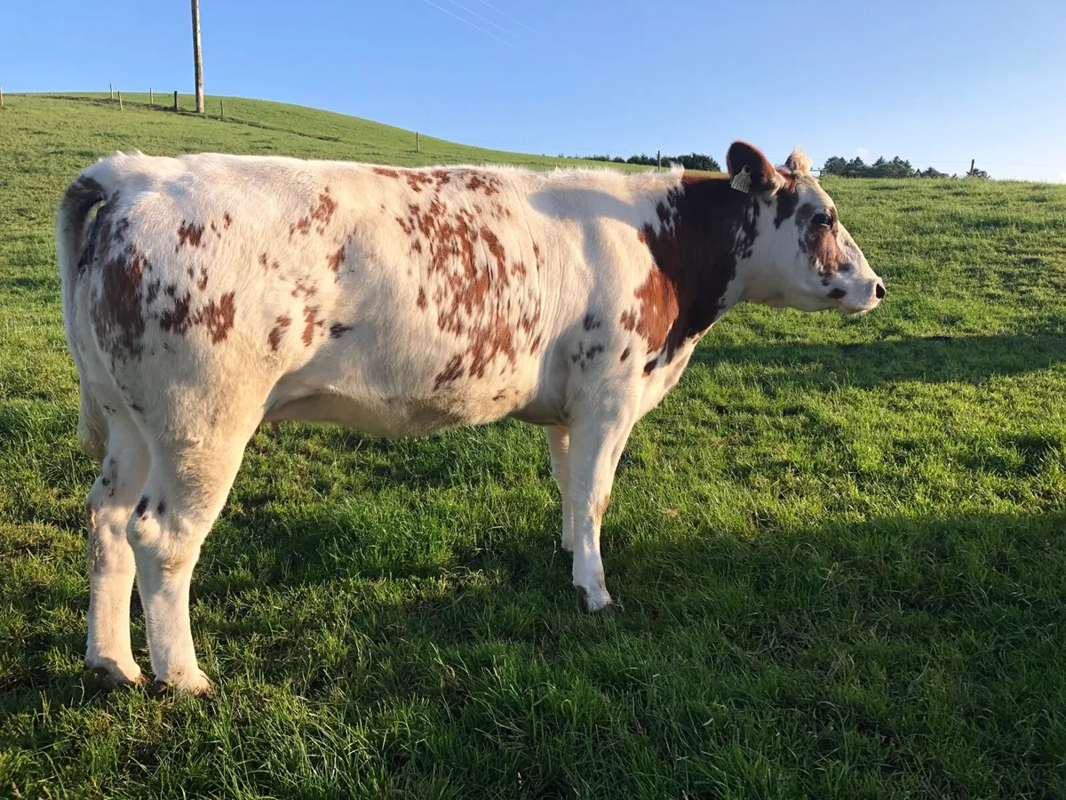 Macroom mart suckler sale on Saturday next 25th. - Image 2