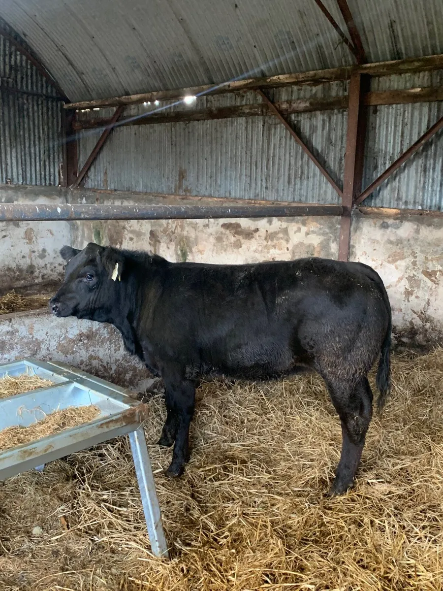 Super Quality 4⭐️ Lm/Bb Heifer for sale - Image 3