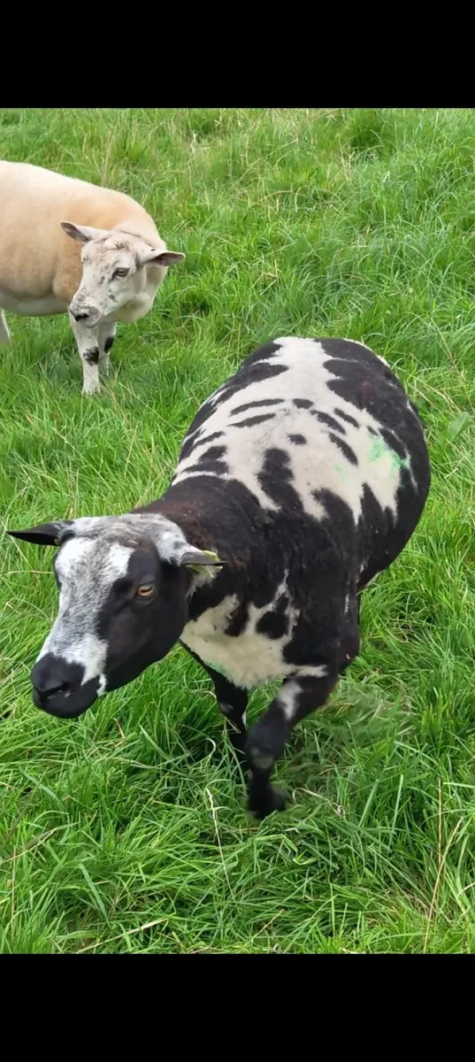 Dutch Spot ram pbr - Image 2