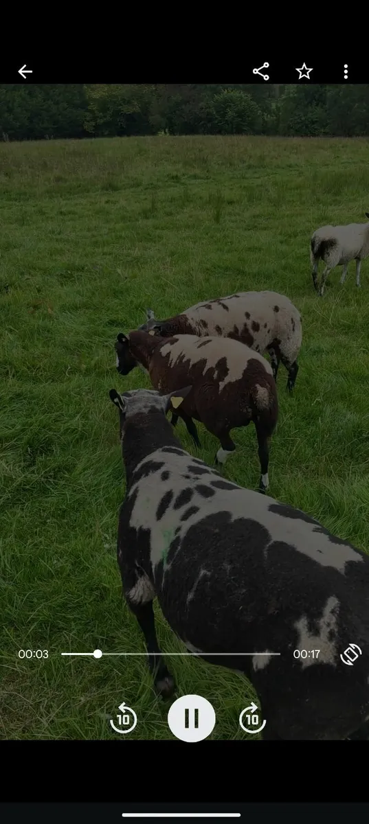 Dutch Spot ram pbr - Image 3