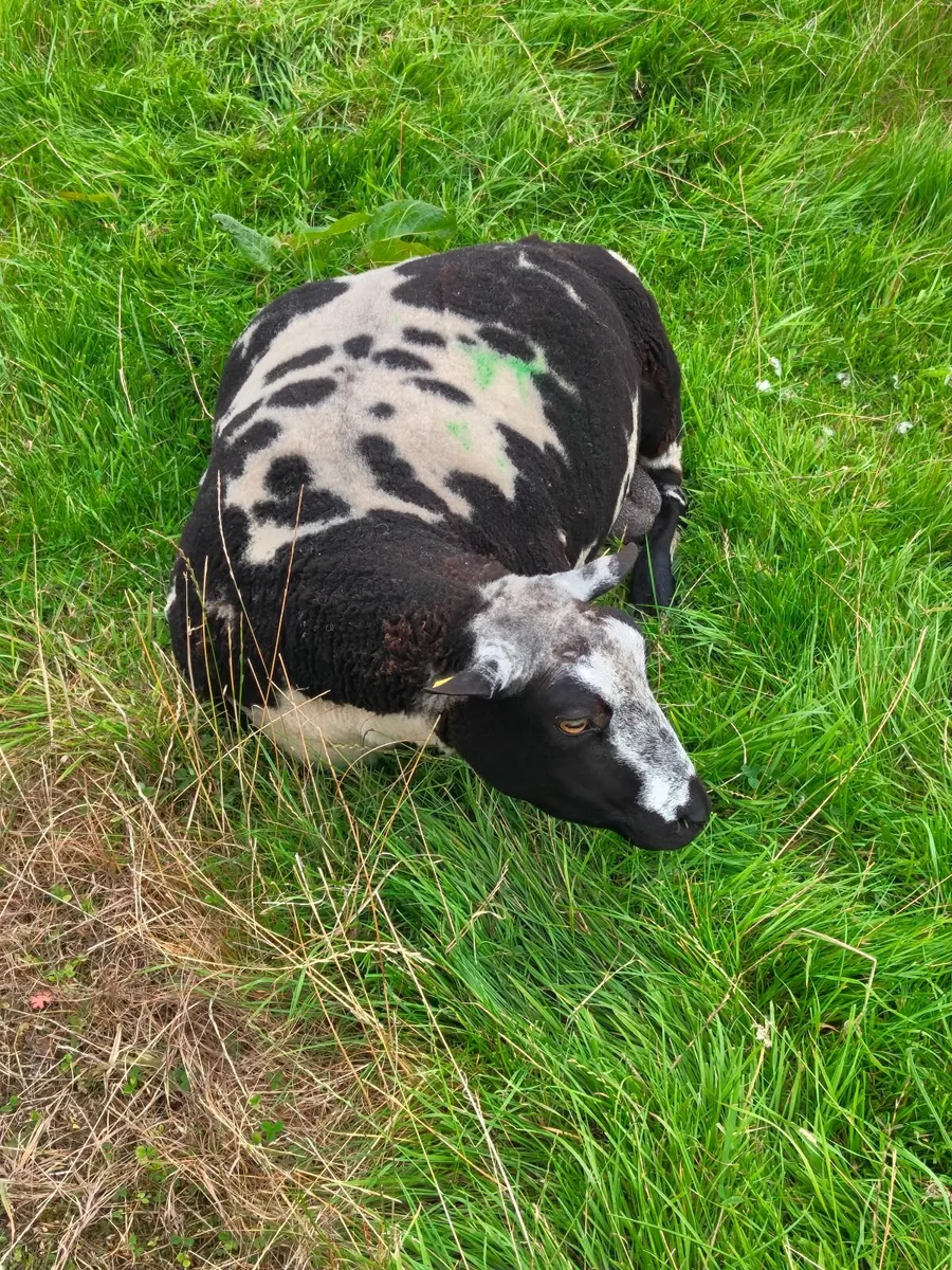 Dutch Spot ram pbr - Image 1