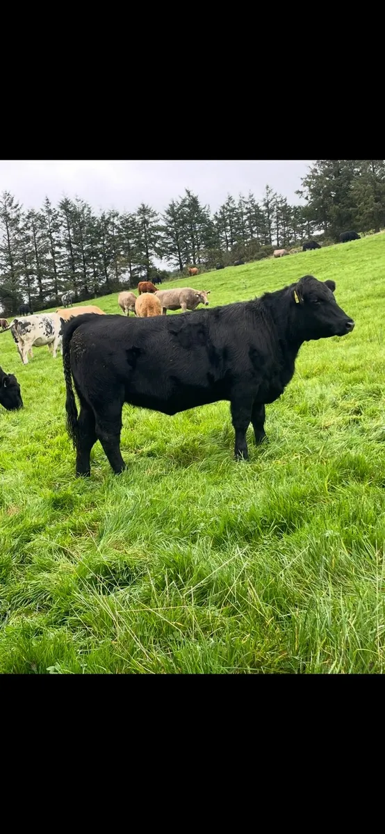 Organic 5 star heifers - Image 1