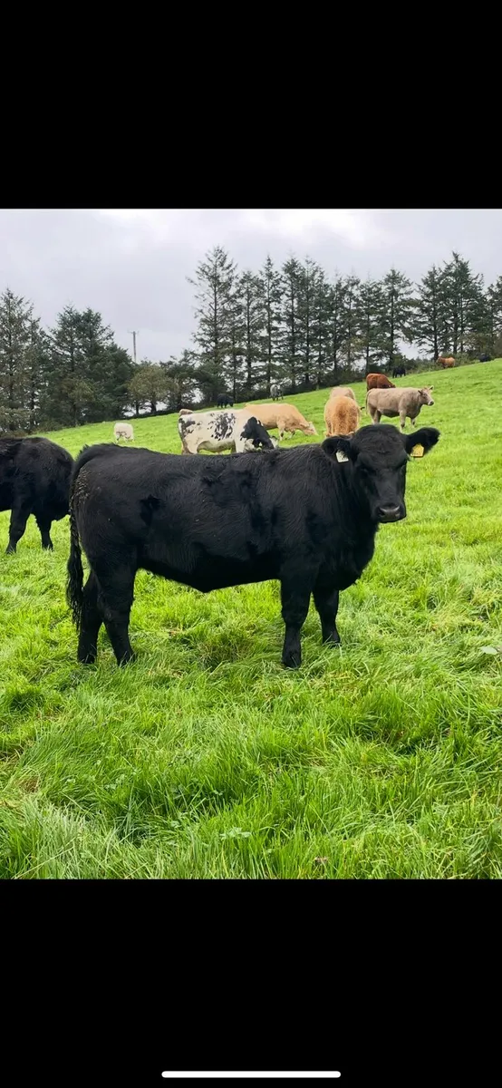 Organic 5 star heifers - Image 2