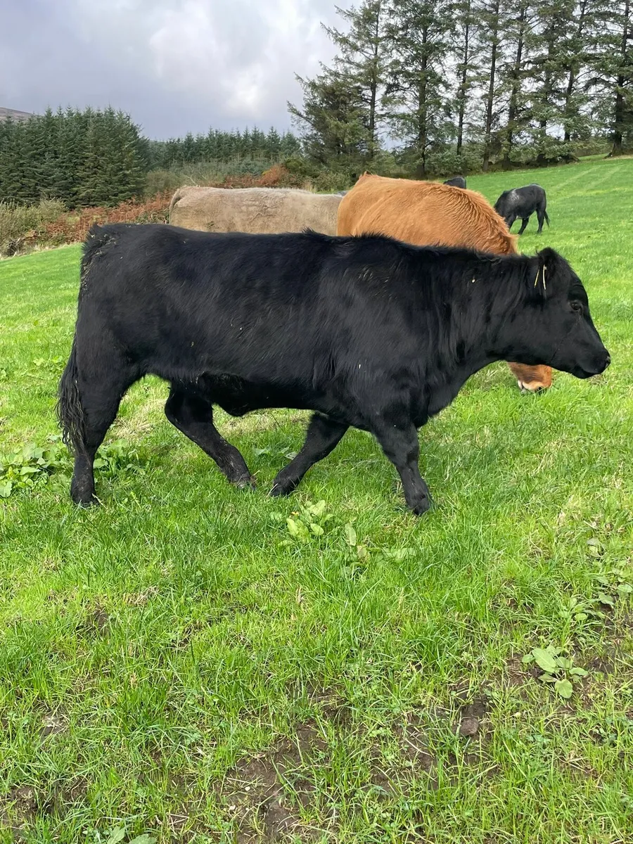 Organic 5 star heifers - Image 3