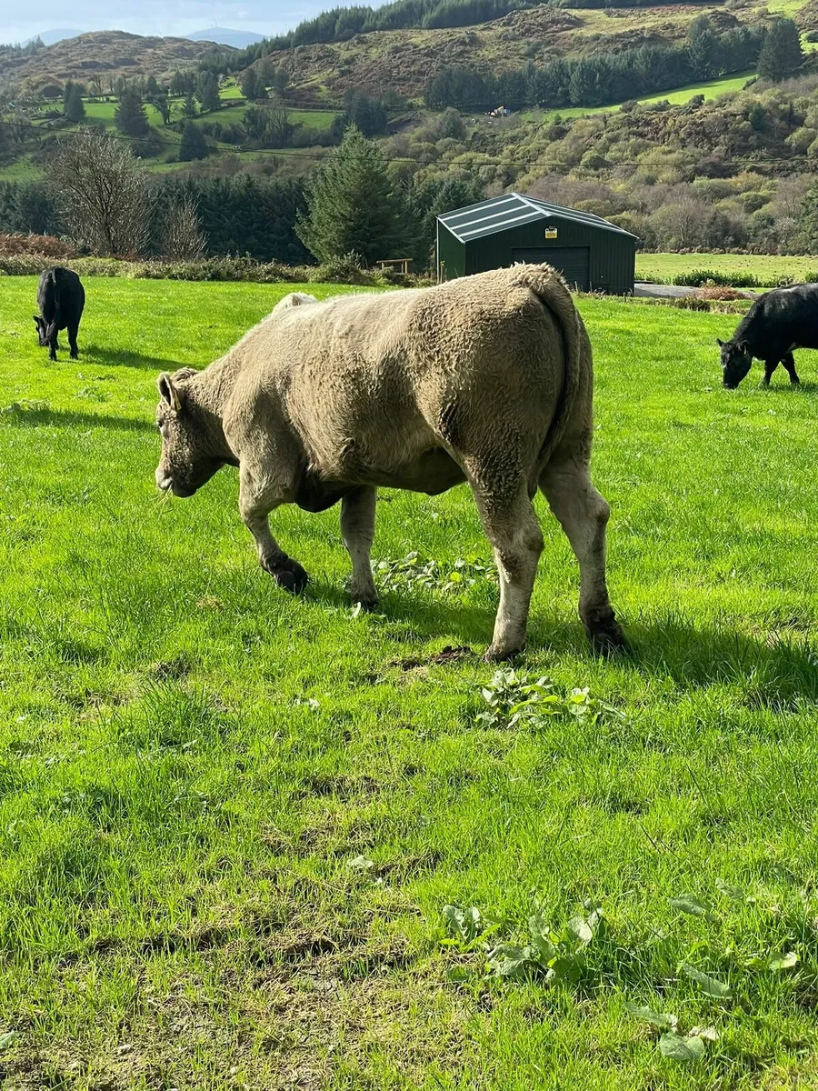 Organic 5 star heifers - Image 4