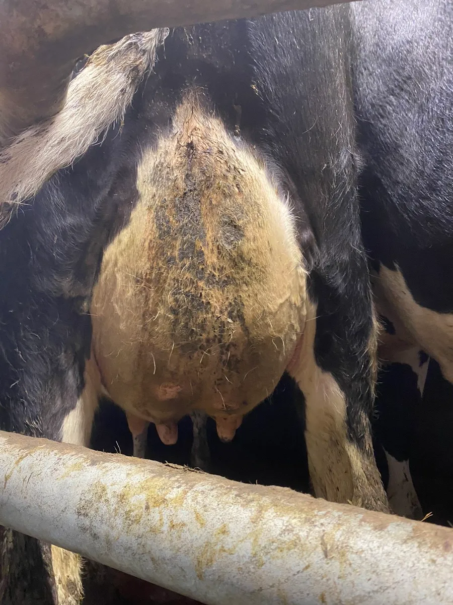 Freshly calved heifers - Image 1