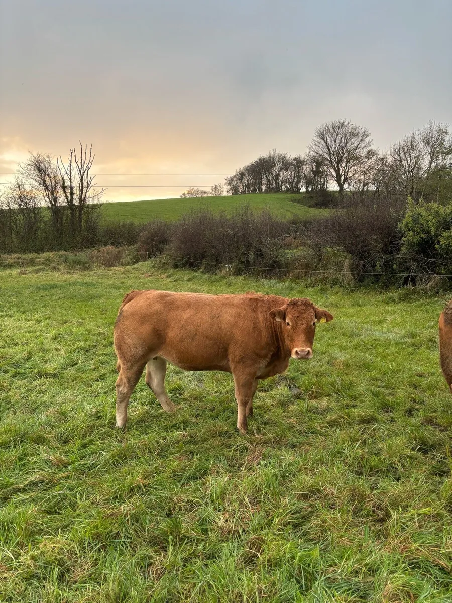 Incalf heifer - Image 1