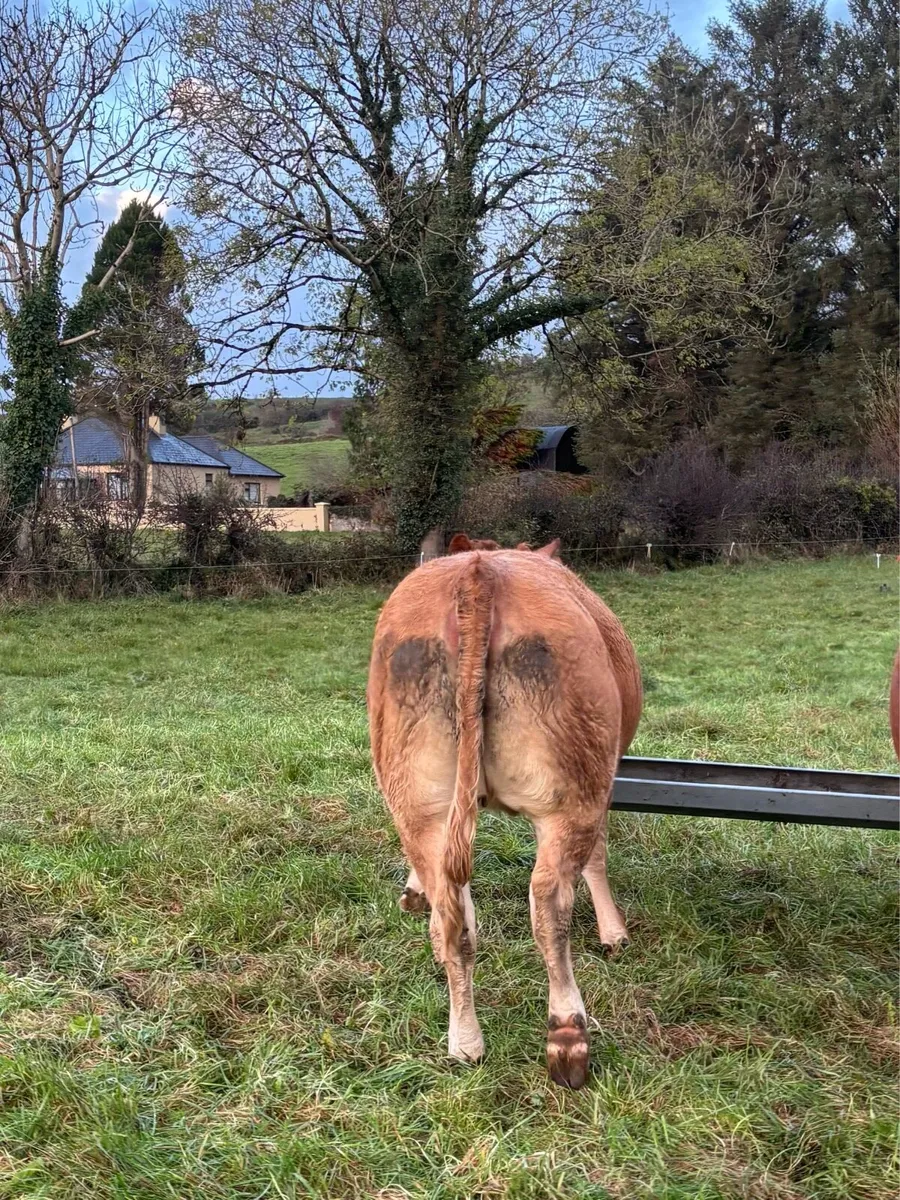 Incalf heifer - Image 2