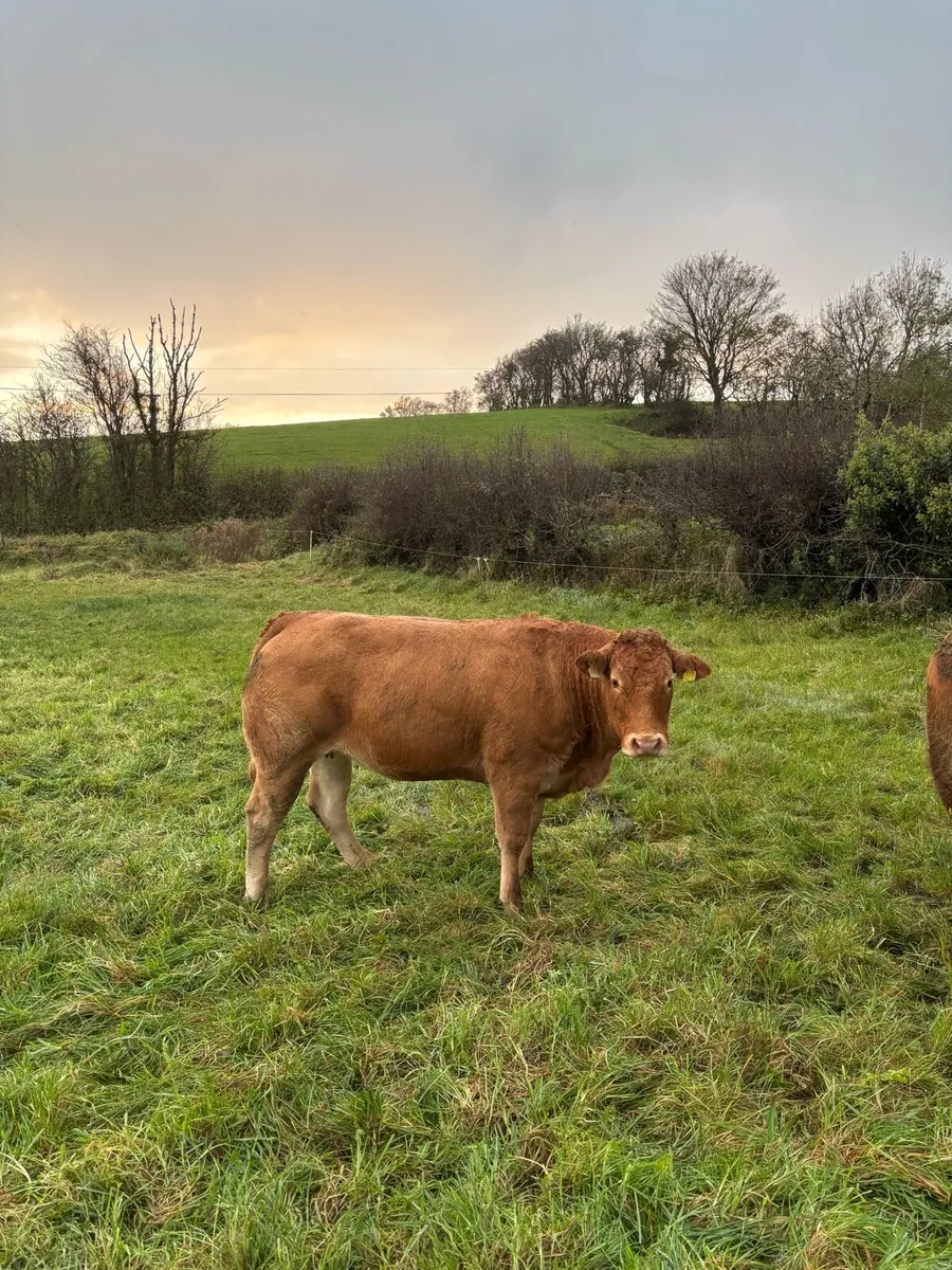 Incalf heifer - Image 4