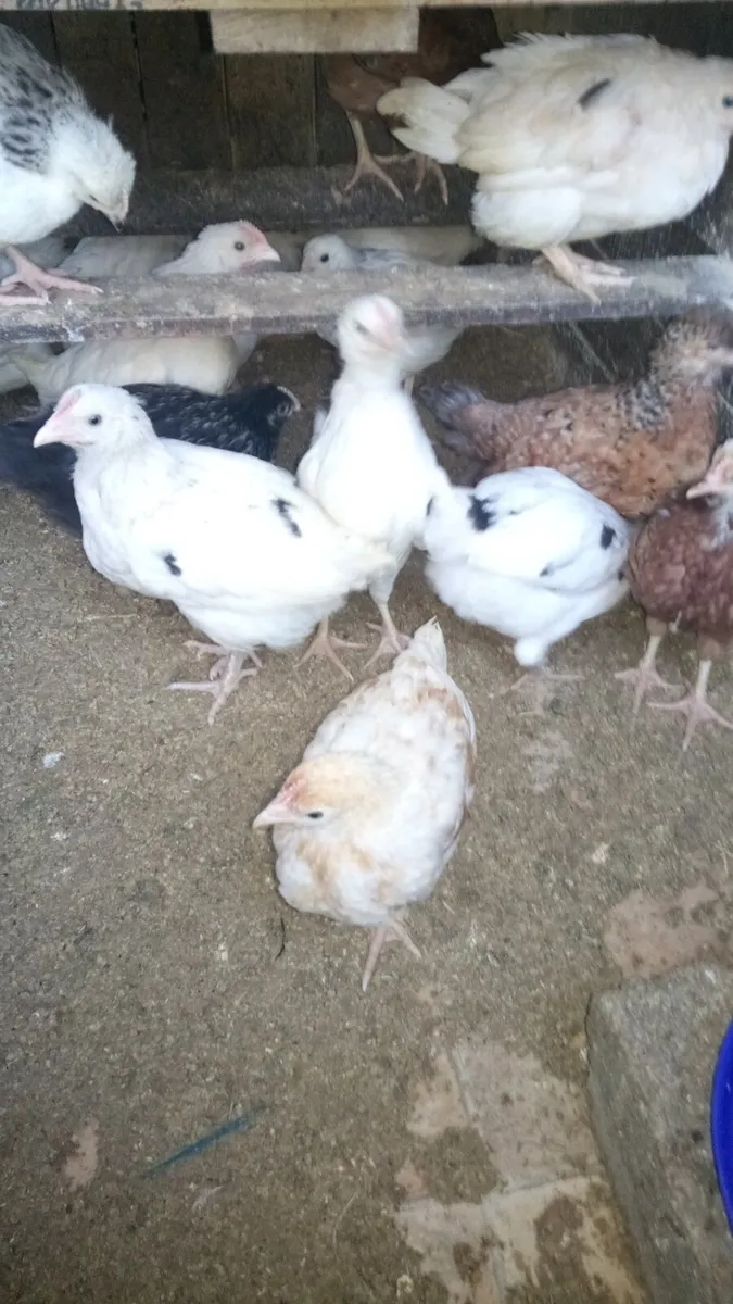 Chick's Drake's and Roosters. - Image 1