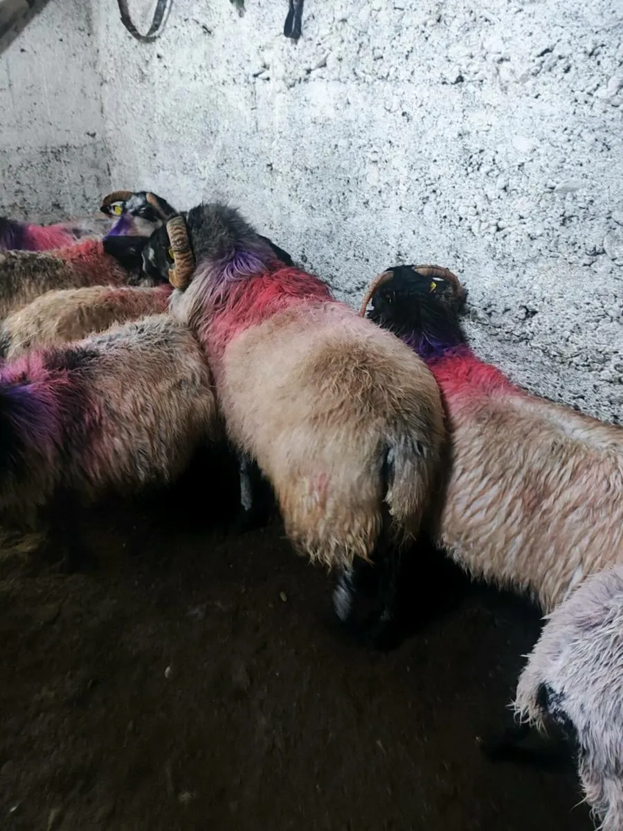 Mayo ram - Image 2