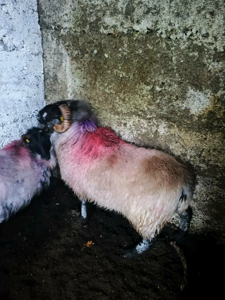Mayo ram - Image 3