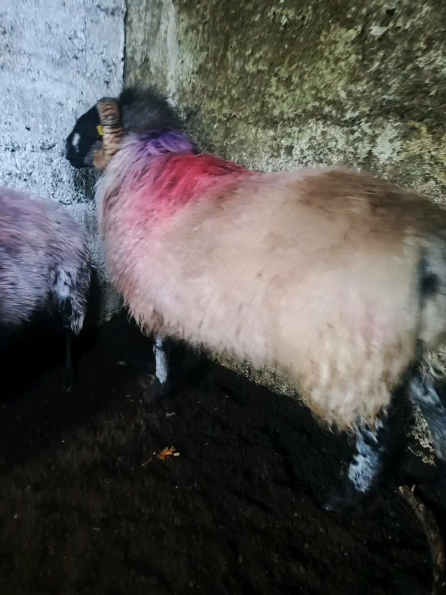 Mayo ram - Image 4