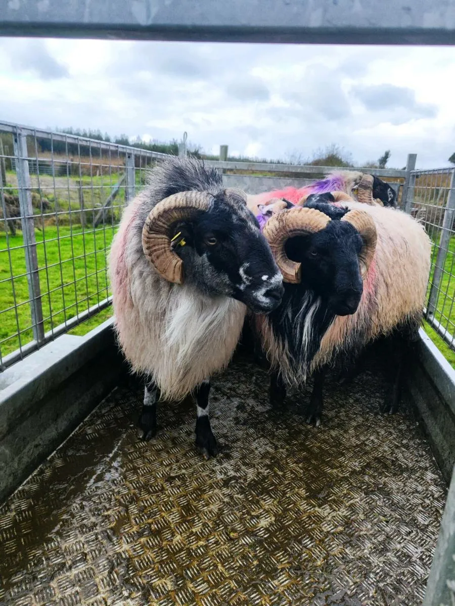 Mayo ram - Image 1