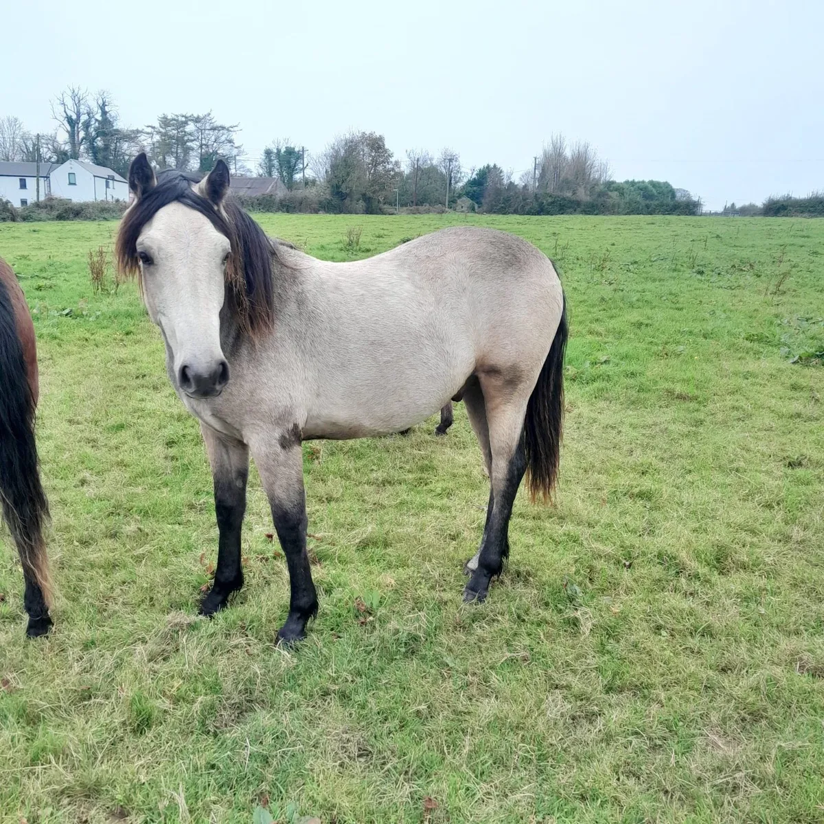 Connemara's for sale - Image 1