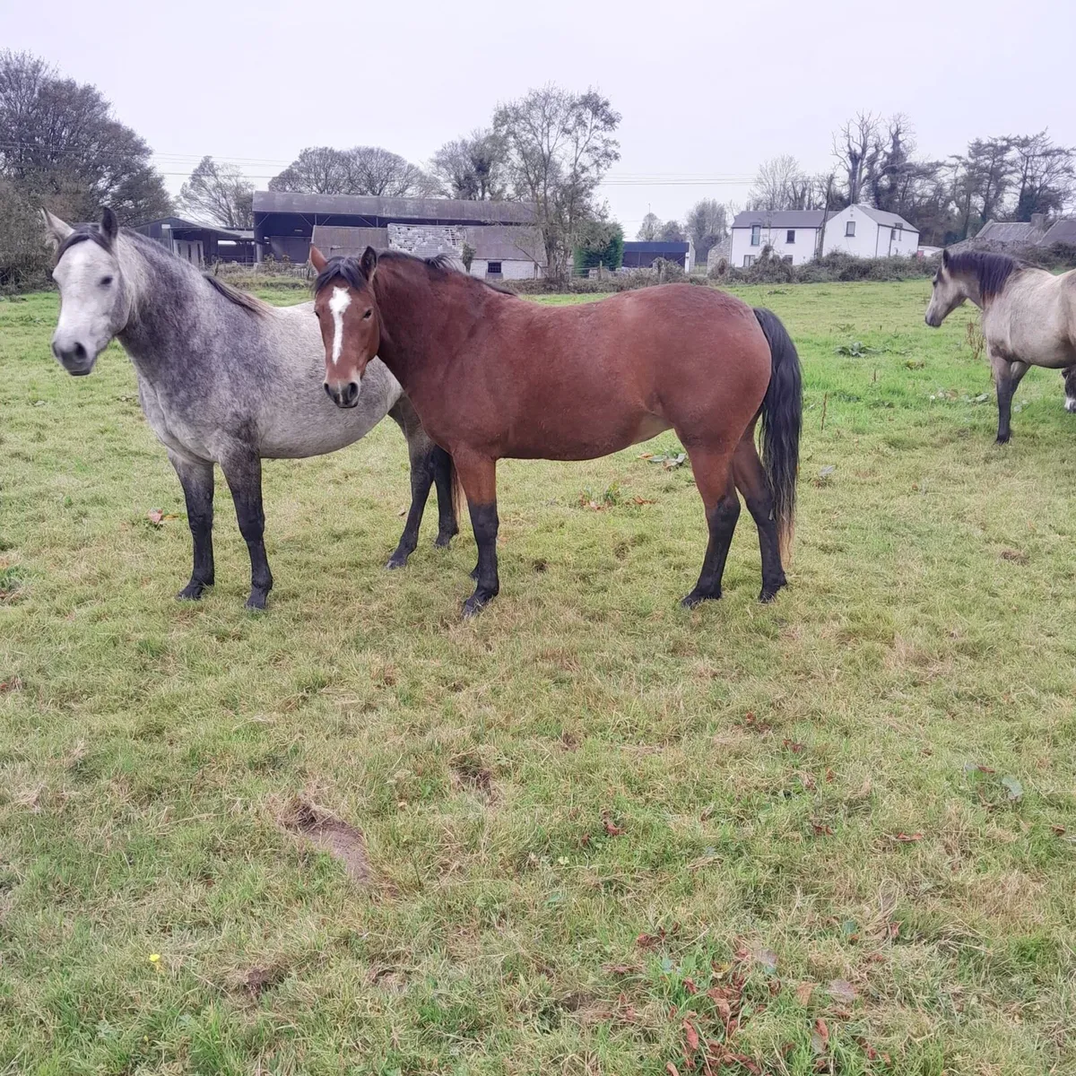 Connemara's for sale - Image 3