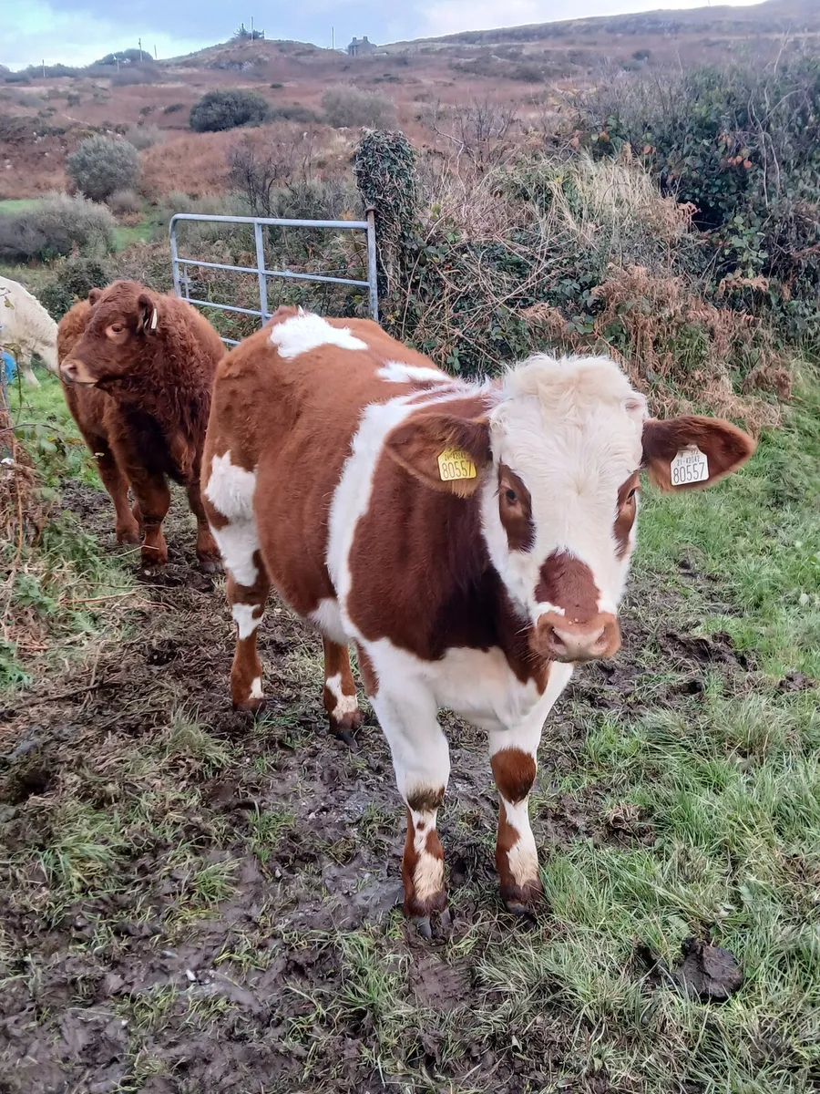 Heifer - Image 2