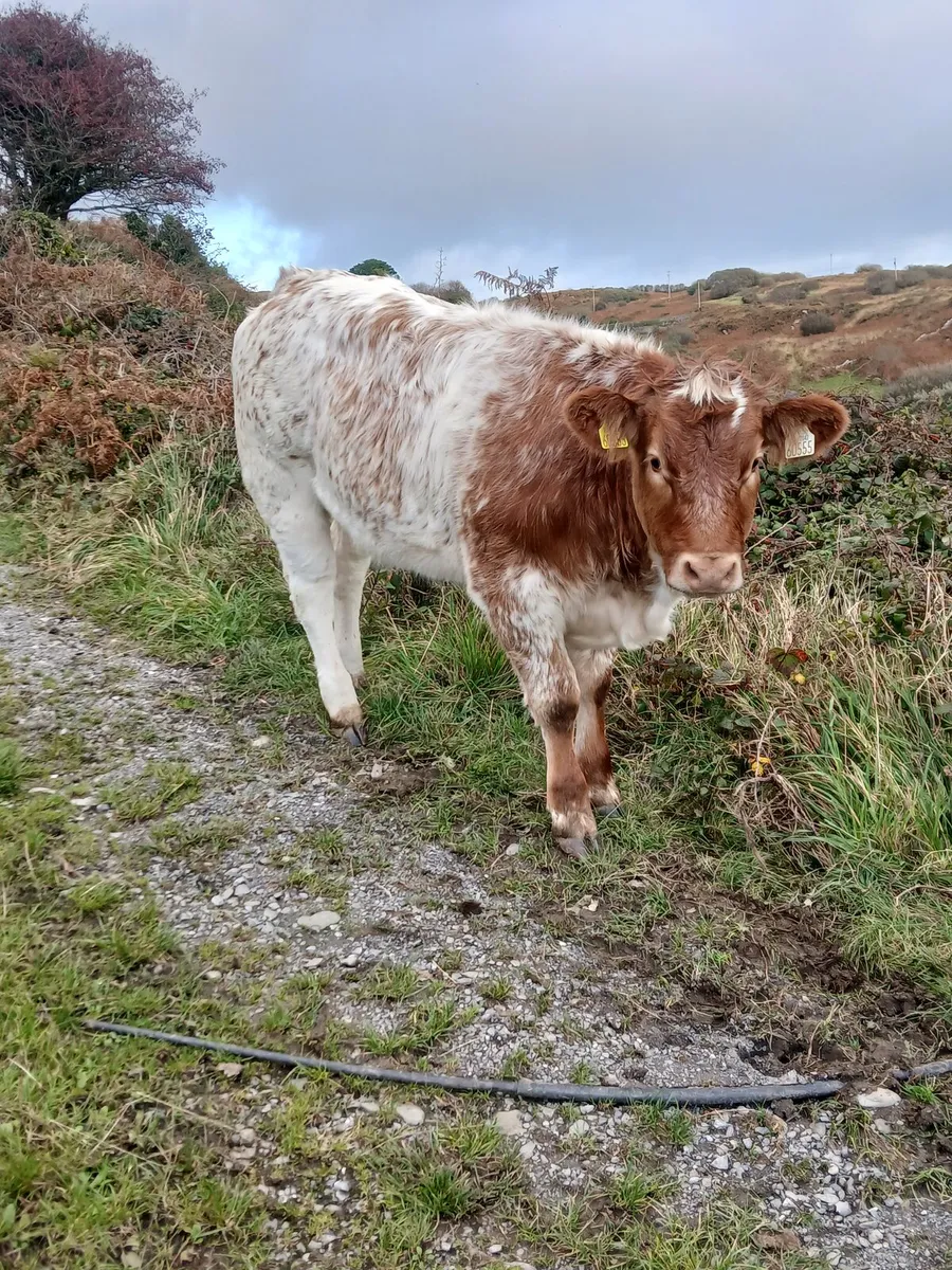 Heifer - Image 3