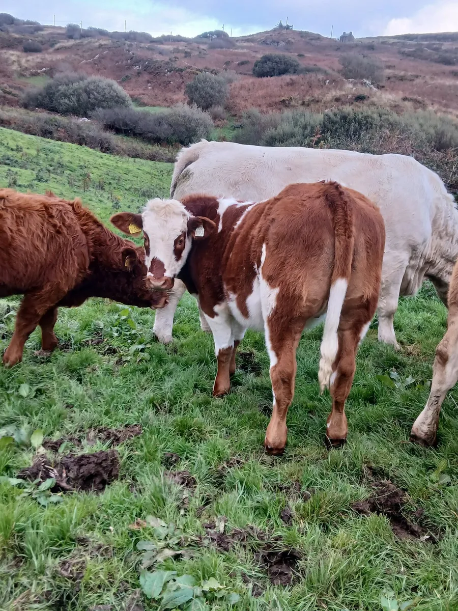 Heifer - Image 4
