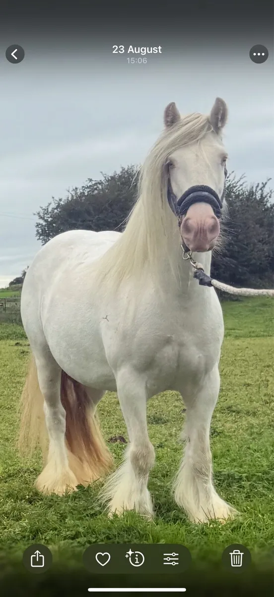 **Nice cob Mare in Foal** - Image 2