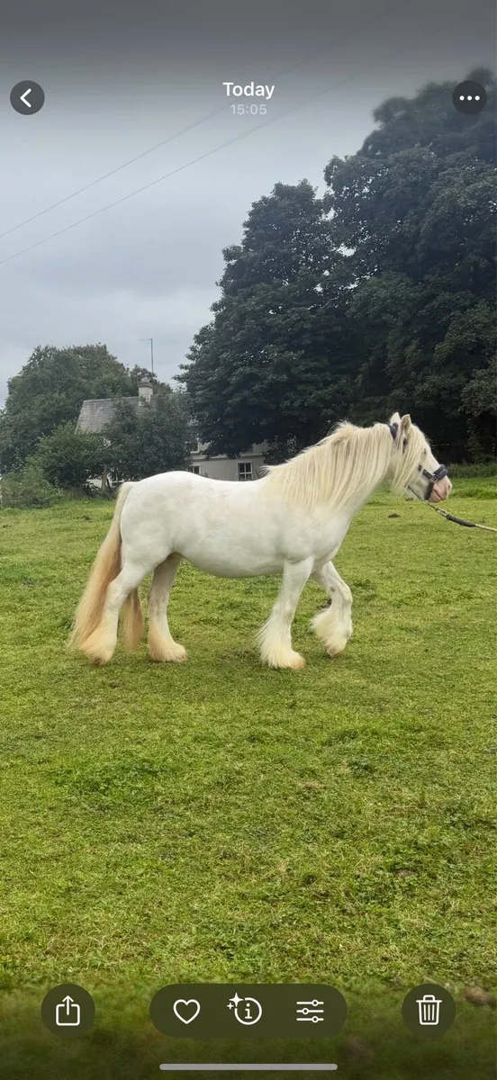 **Nice cob Mare in Foal** - Image 3