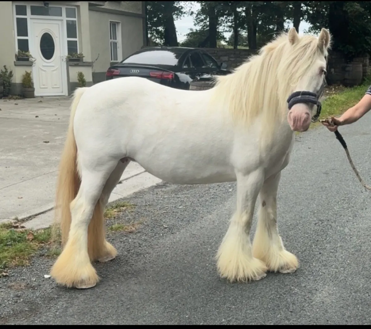 **Nice cob Mare in Foal** - Image 1