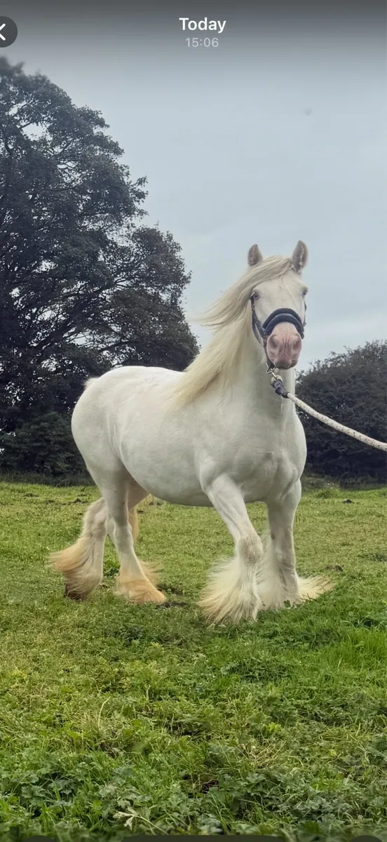 **Nice cob Mare in Foal** - Image 4