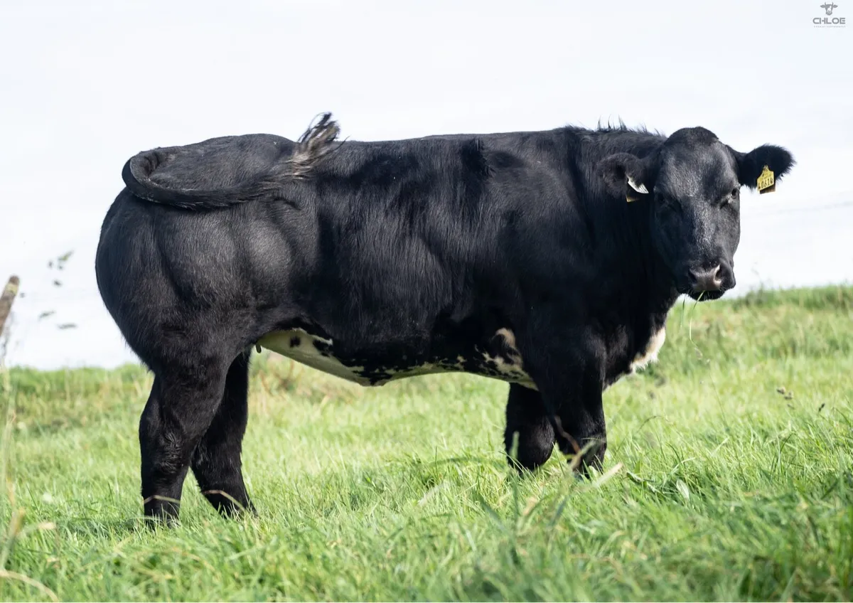 Breeding Heifers for balla mart  Friday 24th - Image 2