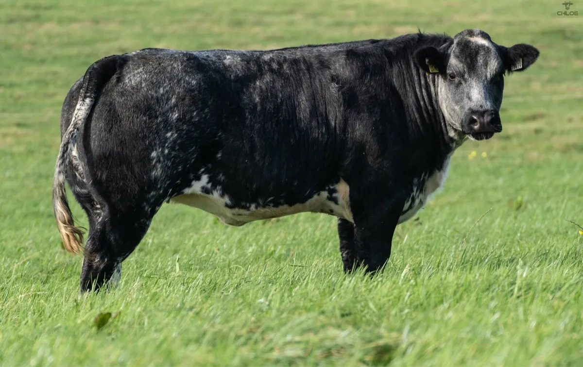 Breeding Heifers for balla mart  Friday 24th - Image 3