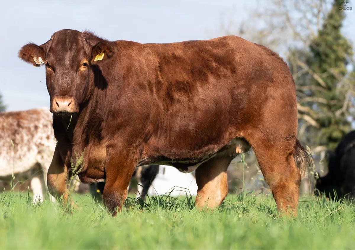 Breeding Heifers for balla mart  Friday 24th - Image 4